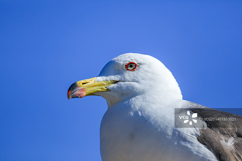 黑尾鸥头部特写图片素材