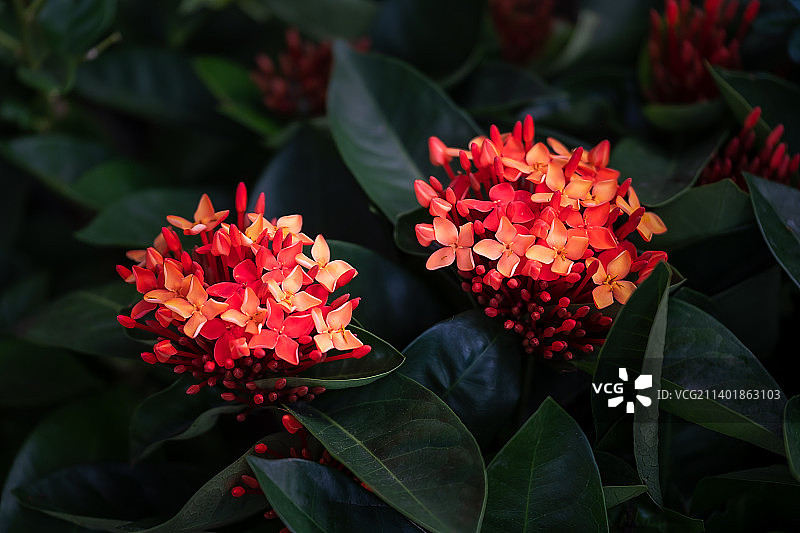 红彤彤的龙船花图片素材