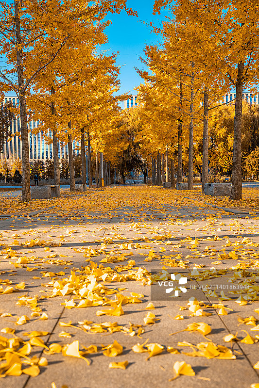 北京秋天校园里的银杏树落叶，深秋黄叶图片素材