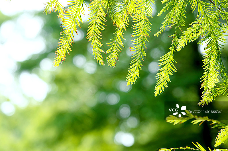 阳光下的水杉树叶图片素材