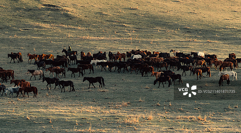 张掖山丹军马场图片素材