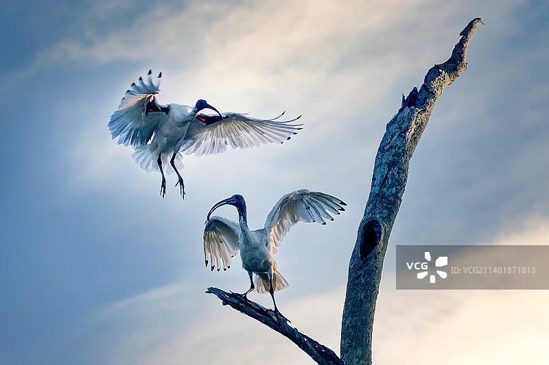 澳洲白鹮图片素材