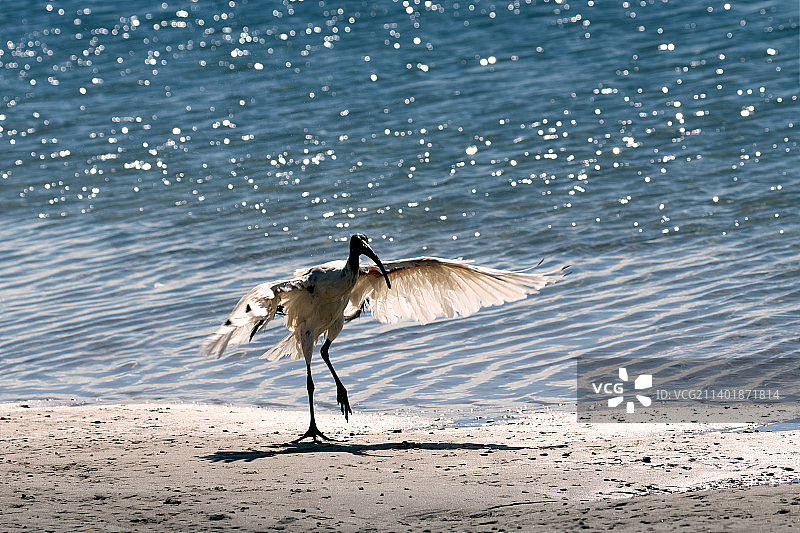 澳洲白鹮图片素材