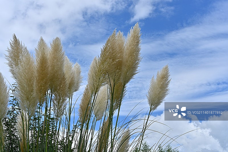 蓝天白云背景下的蒲苇图片素材