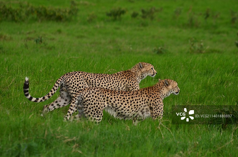 猎豹兄弟图片素材