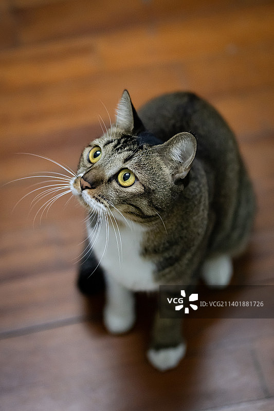 猫的特写肖像图片素材