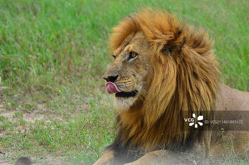 狮王的威严图片素材