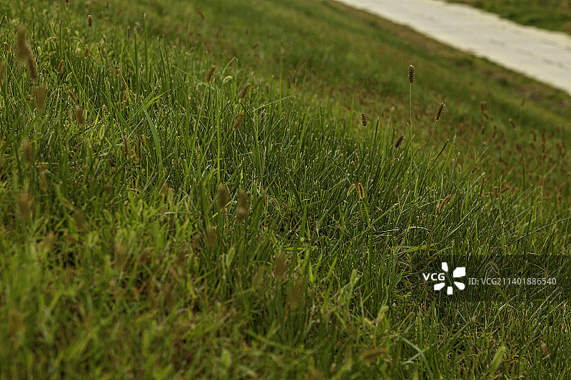 绿草地图片素材