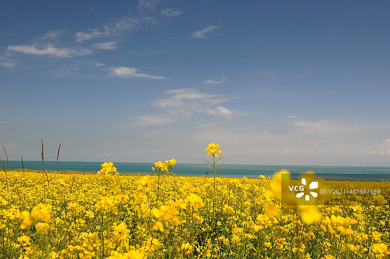 青海湖的油菜花图片素材