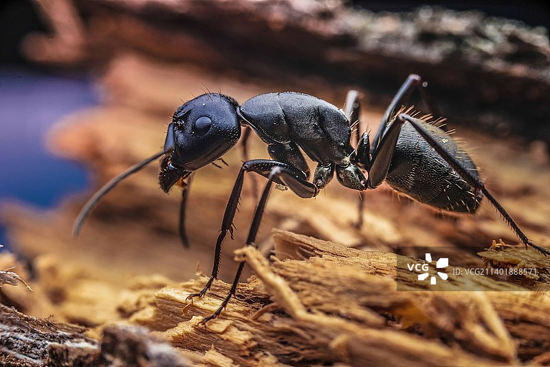 木头上的蚂蚁图片素材