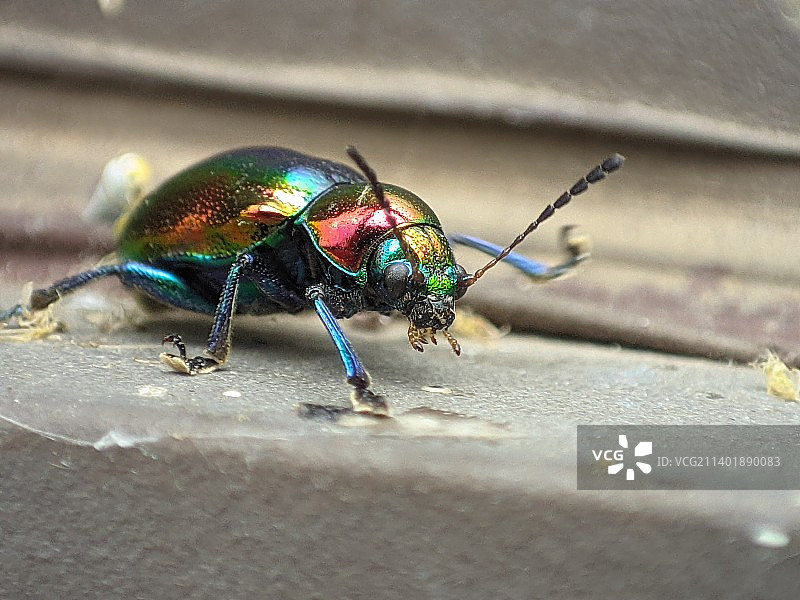 昆虫特写镜头图片素材