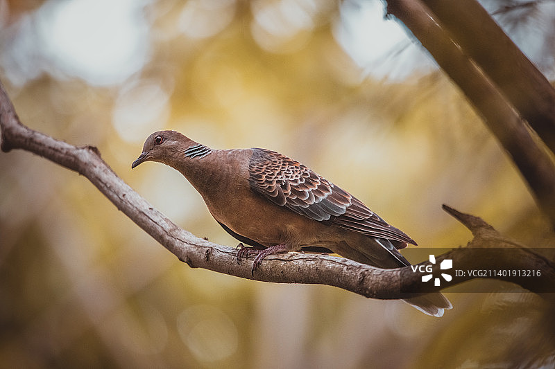 山斑鸠图片素材