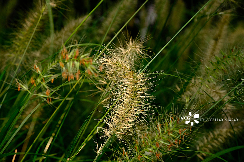 狼尾草  野性与柔性之美存图片素材