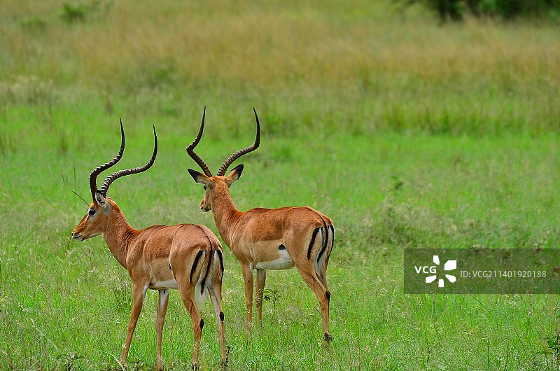 安博赛利大草原 羚羊图片素材