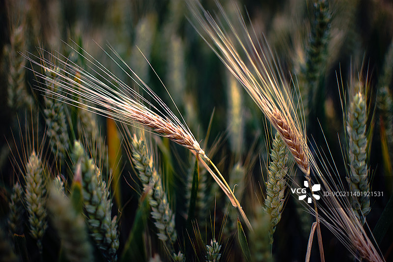 麦子熟了图片素材