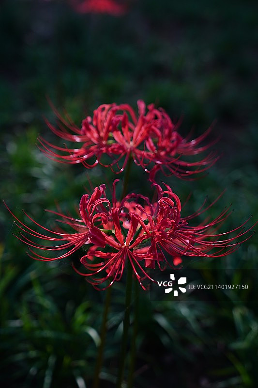 彼岸花图片素材