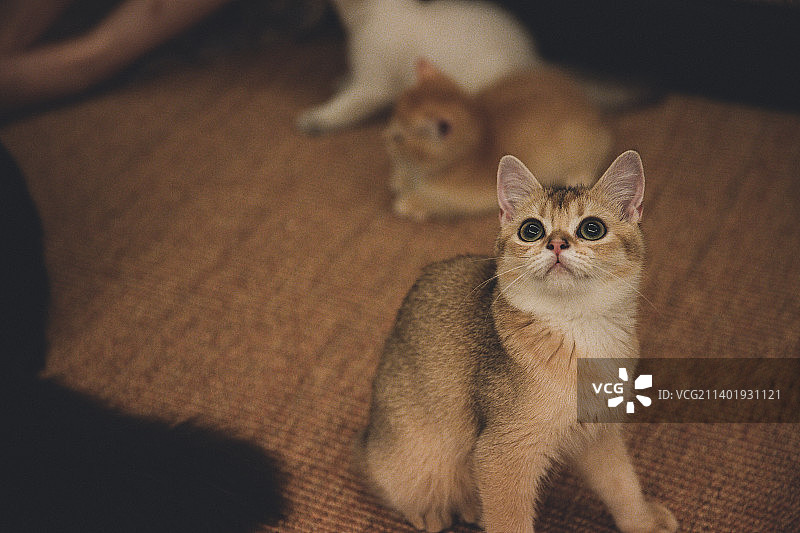 喵meow～～图片素材