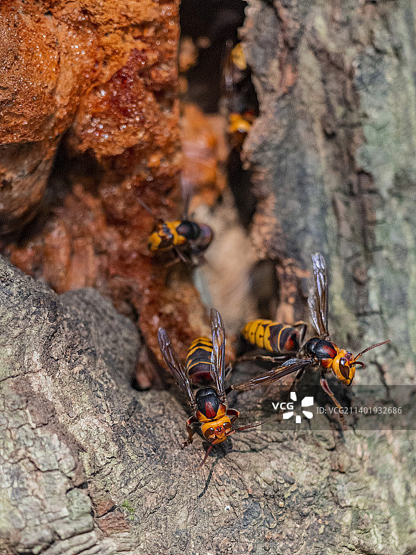 马蜂 蜂巢 蜂窝图片素材