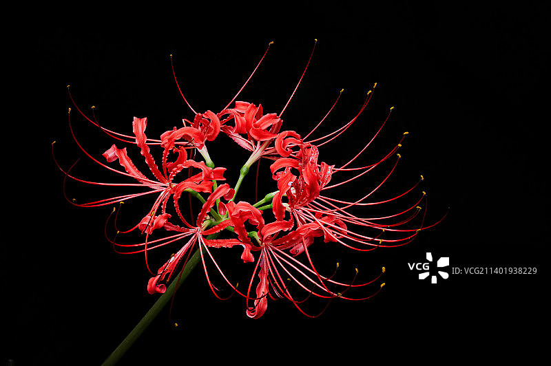 红花石蒜 —— 曼珠沙华 (01)图片素材