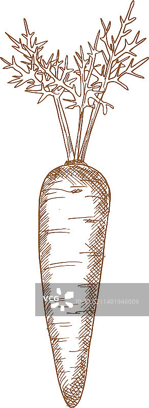 蔬菜素描孤立单色胡萝卜叶图片素材