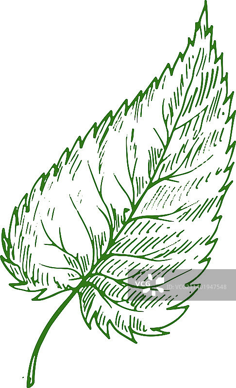 榆树或榆木白杨角梁桤木叶素描图片素材