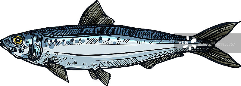 手绘沙丁鱼素描图片素材