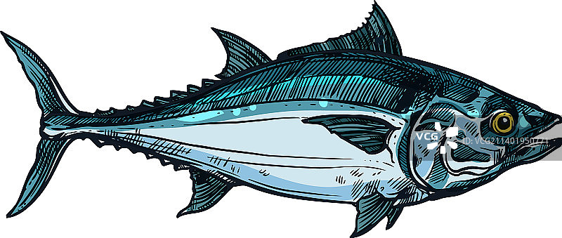 游动中的金枪鱼掠食性鱼类图片素材