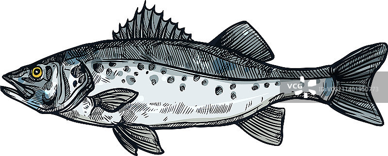 海鲈鱼，常见的鮨科鱼类图片素材