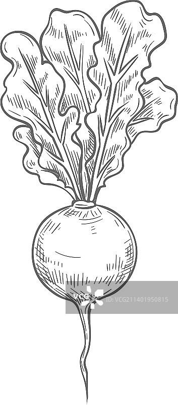 分离的甜菜根食材速写图片素材