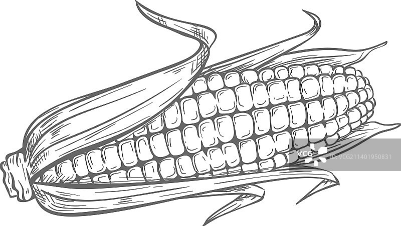 带叶子的玉米棒素描图片素材