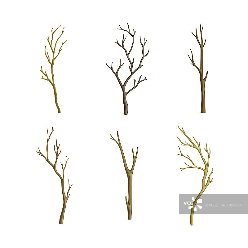 裸露的树枝或树枝，带有裸露的树干和残株图片素材