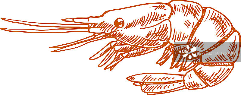 虾贝类甲壳类动物素描图片素材