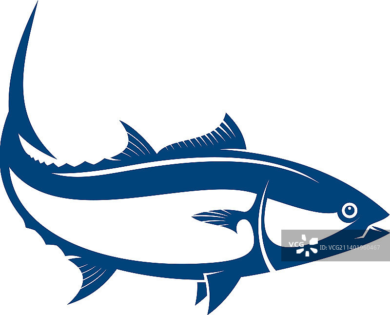 大西洋蓝鳍金枪鱼，咸水鱼图片素材