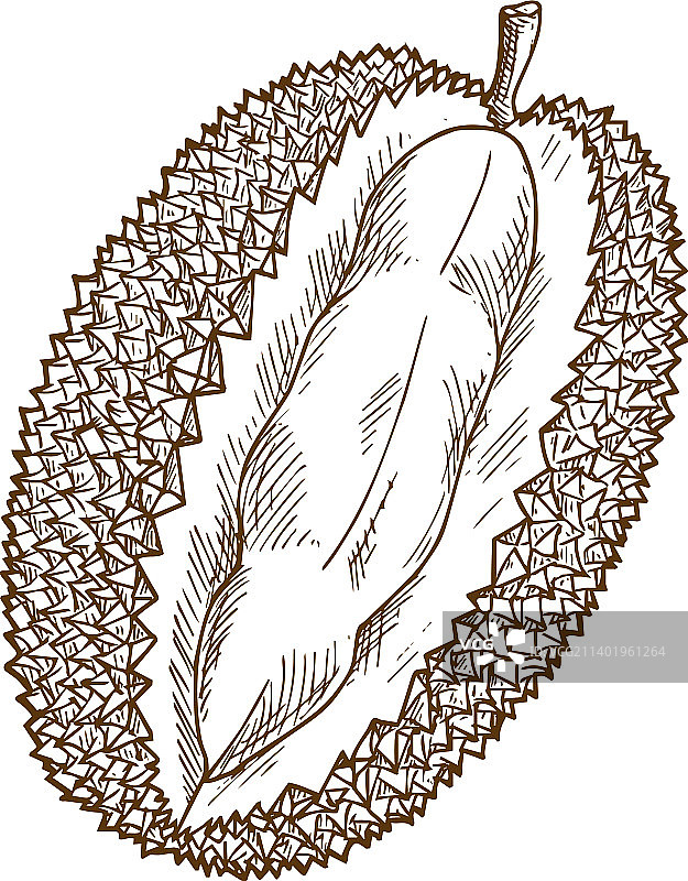 新鲜榴莲植物速写图片素材