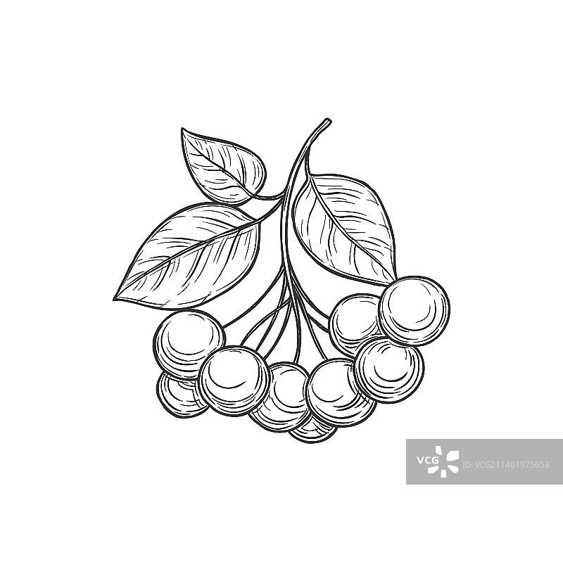 酸味黑果腺肋花楸素描图标图片素材