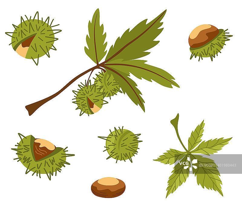 栗子有机食品设计元素合集图片素材