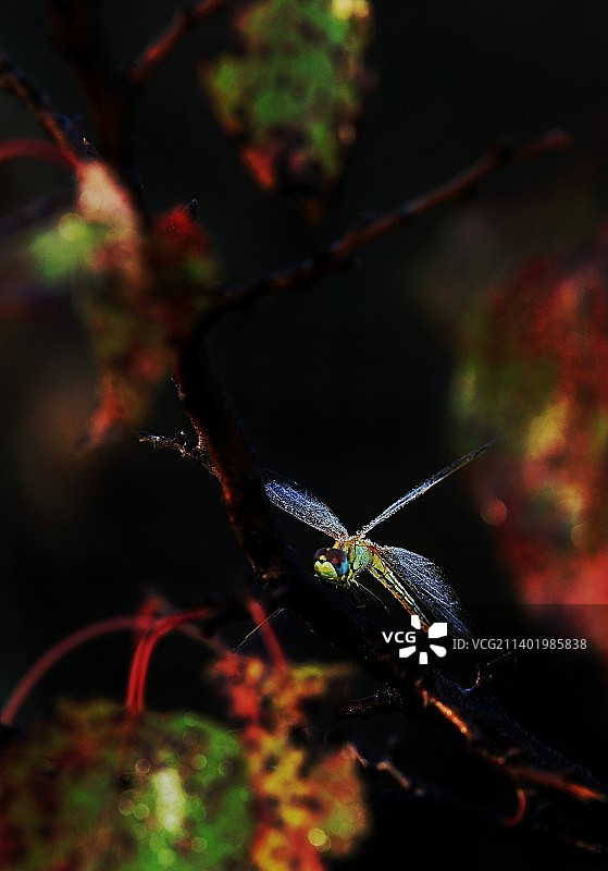 初秋的晨露图片素材