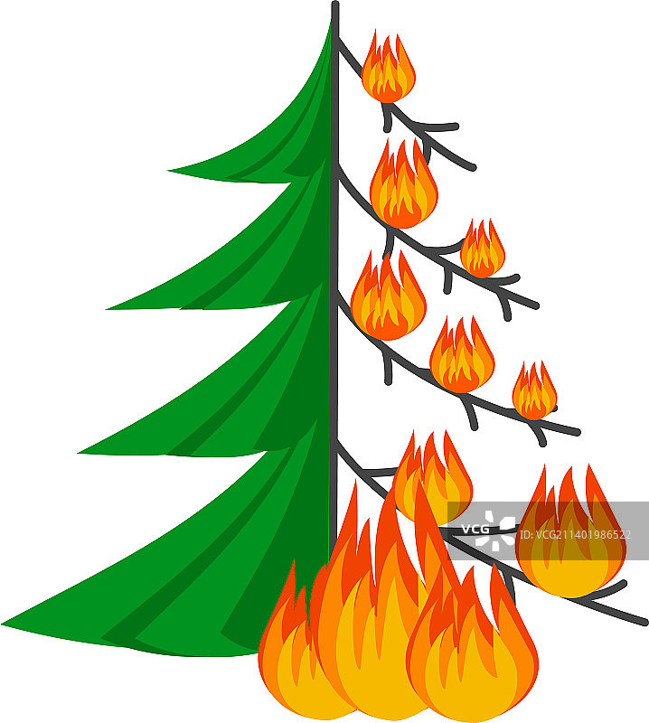 火焰中燃烧的森林云杉图片素材