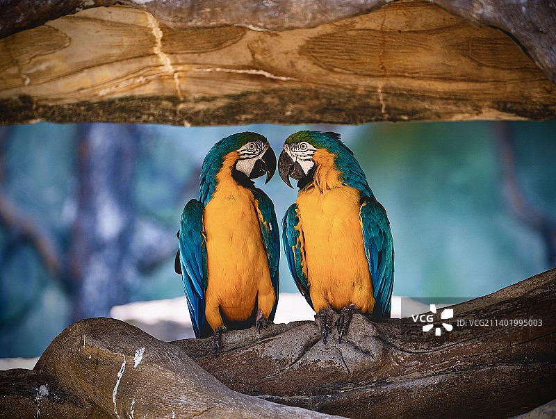 两只亲近的金刚鹦鹉图片素材