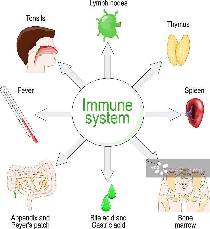 免疫系统器官和功能图片素材