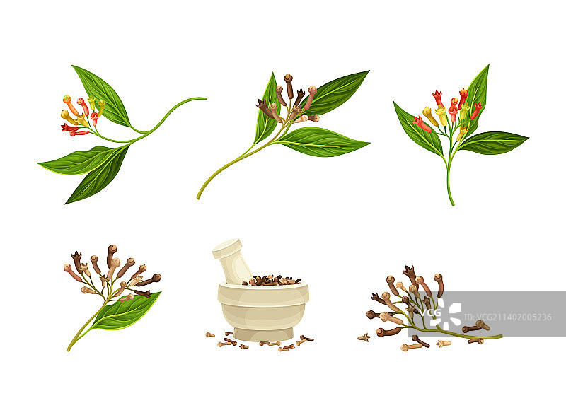 研钵中堆放的干燥丁香香料图片素材