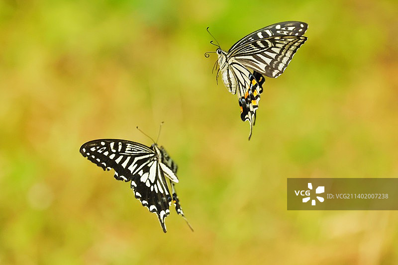 蝴蝶双双飞图片素材