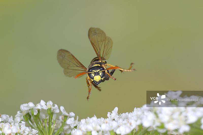 德国北莱茵-威斯特法伦锡格尔兰地区，飞行中的欧洲黄胡蜂高速自然摄影，飞过普通麦角草图片素材