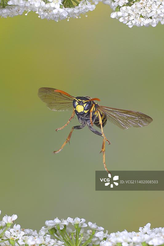 德国北莱茵-威斯特法伦锡格尔兰地区，飞行中的欧洲黄胡蜂高速自然摄影，飞过普通麦角草图片素材