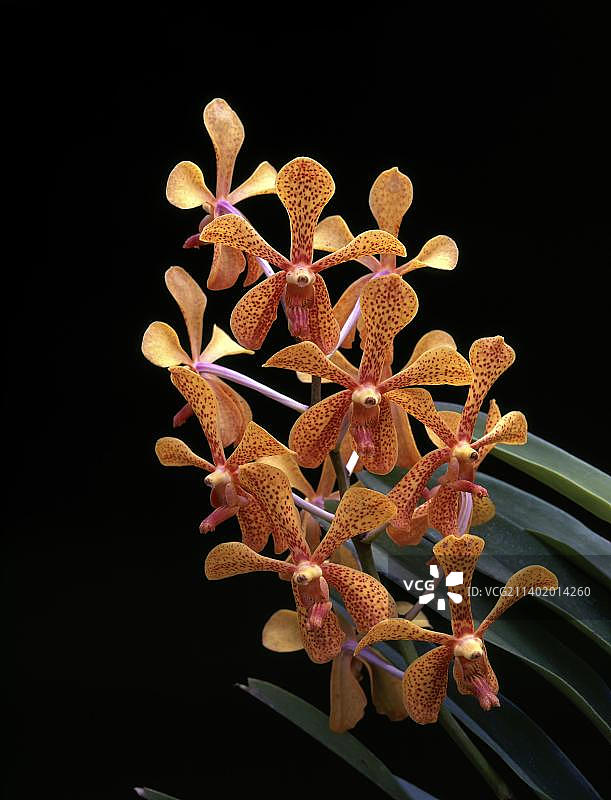 印度泰米尔纳德邦尼尔吉斯山区的莫卡拉·普尼兰花图片素材