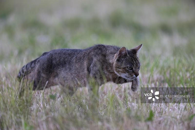 欧洲野猫(Felis silvestris)或森林猫，德国莱茵兰-普法尔茨州比特堡图片素材