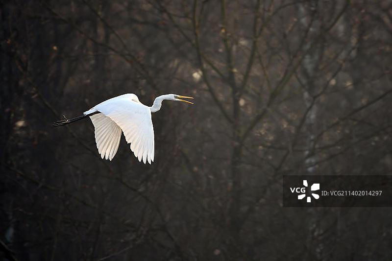 飞行中的大白鹭，德国北莱茵-威斯特法伦图片素材