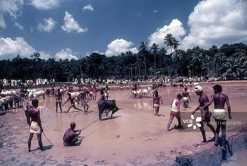 印度喀拉拉邦马拉马迪赛牛竞技场图片素材