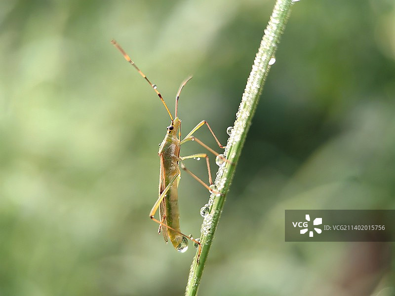 清晨踏露的蝽图片素材