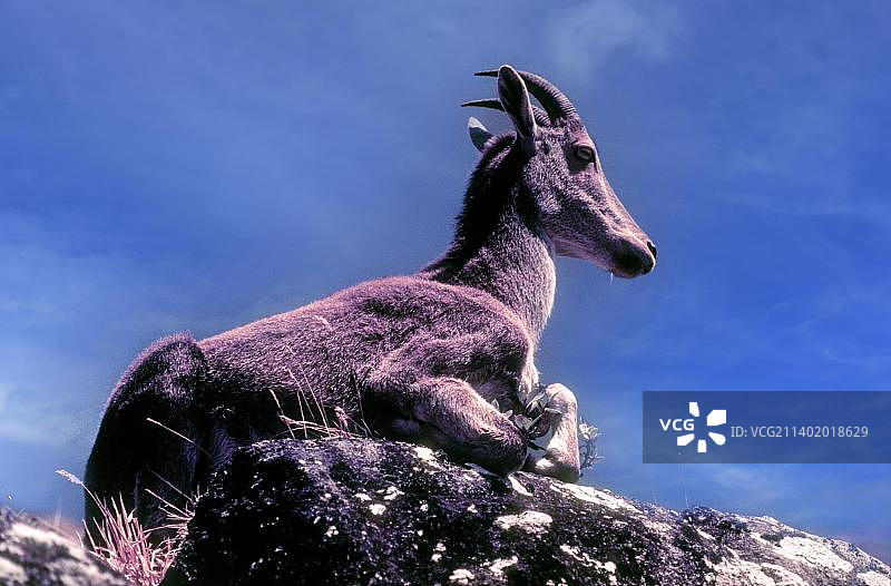 尼尔吉里塔尔羊：印度喀拉拉邦埃拉维库拉姆国家公园图片素材